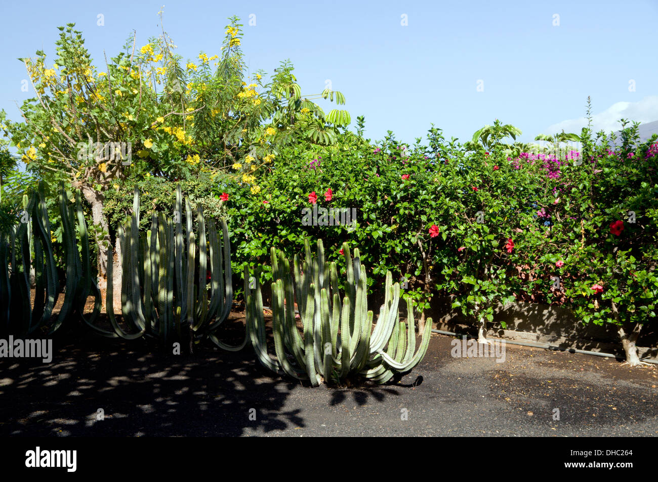 Garten Mit Schwarzer Asche Boden Und Verschiedenen Pflanzen Wie
