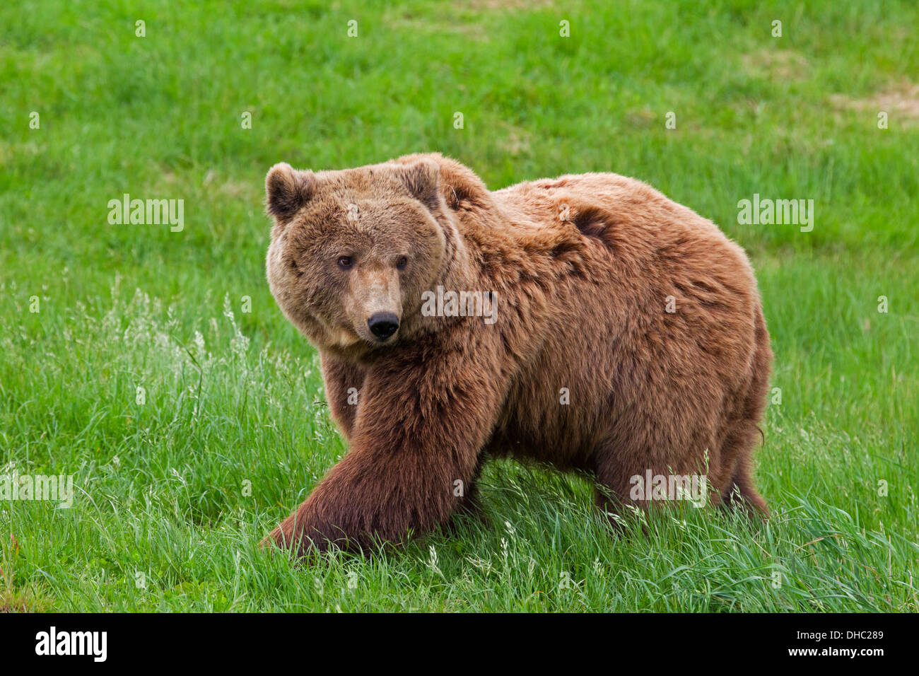 Europäischer Braunbär / eurasischen Braunbären (Ursus Arctos Arctos) suchen Sie seitwärts, während der Nahrungssuche im Grünland Stockfoto
