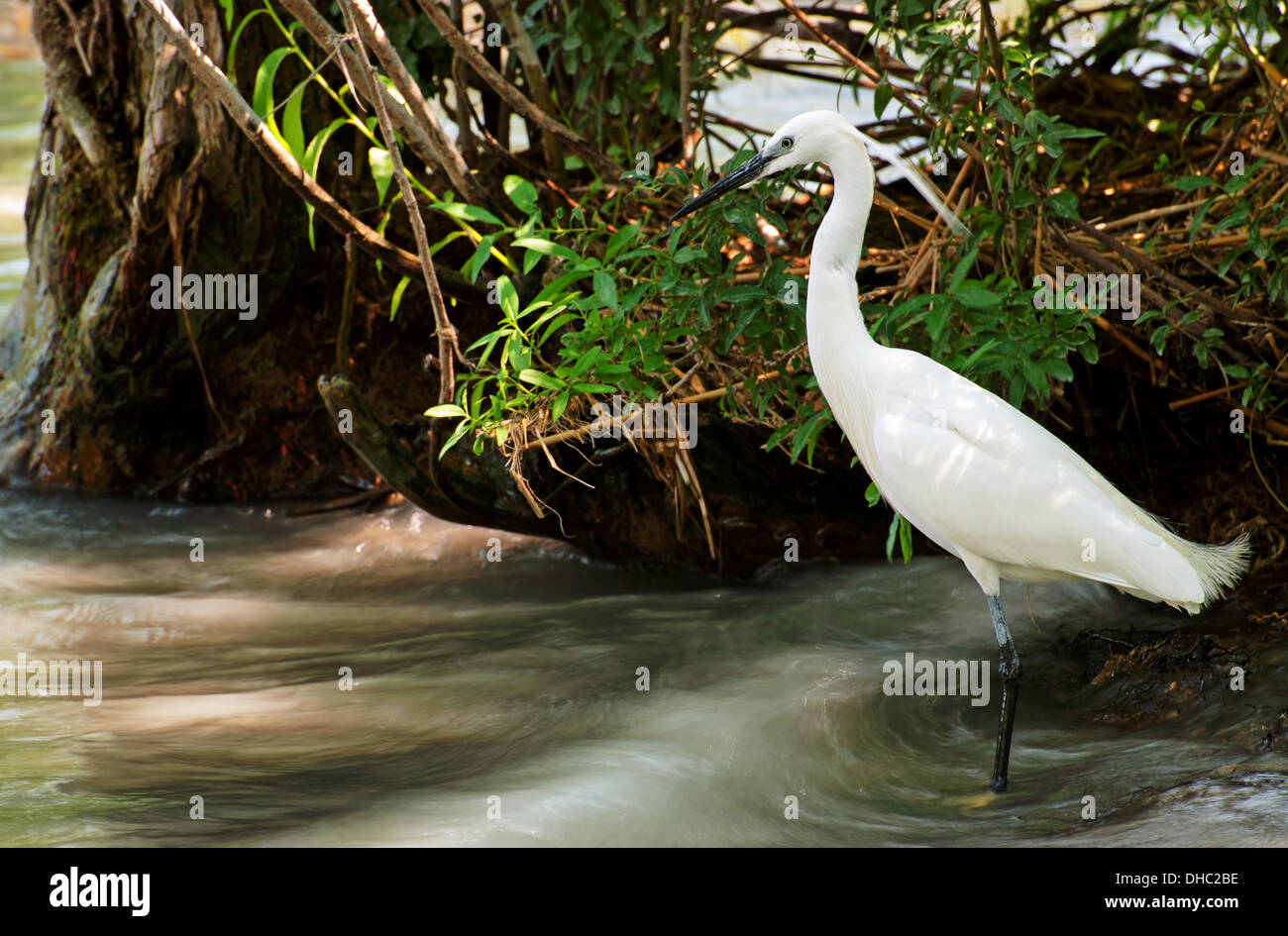 Seidenreiher Jagd (Egretta Garzetta) auf dem Plattensee, Ungarn Stockfoto