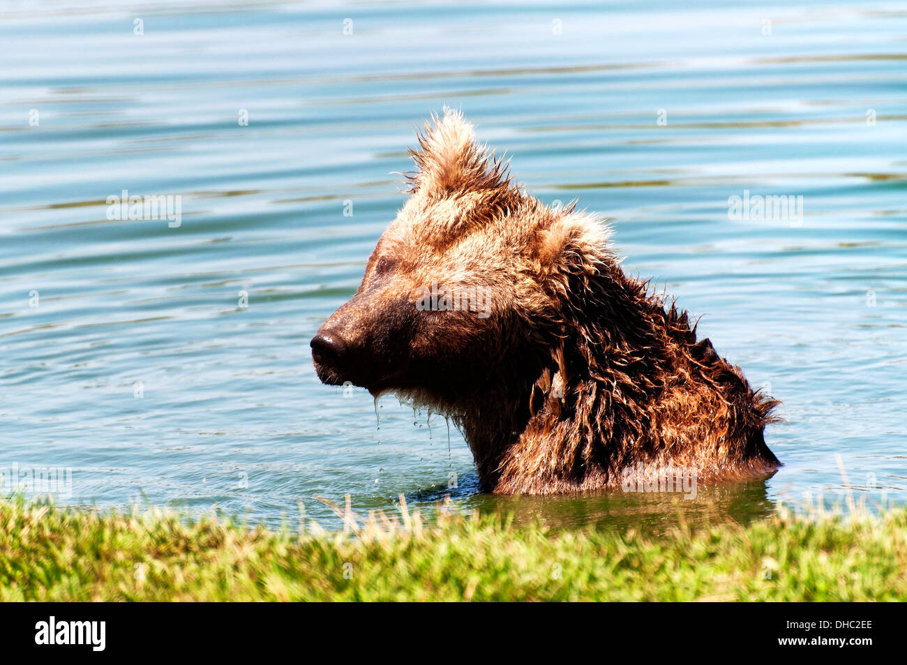 Grizzlybär im See Stockfoto