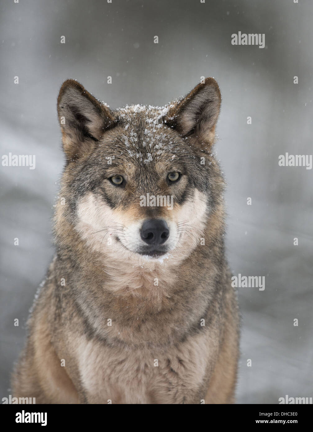 Europäische Gray Wolf, Canis Lupus Lupus, Deutschland, Europa Stockfoto