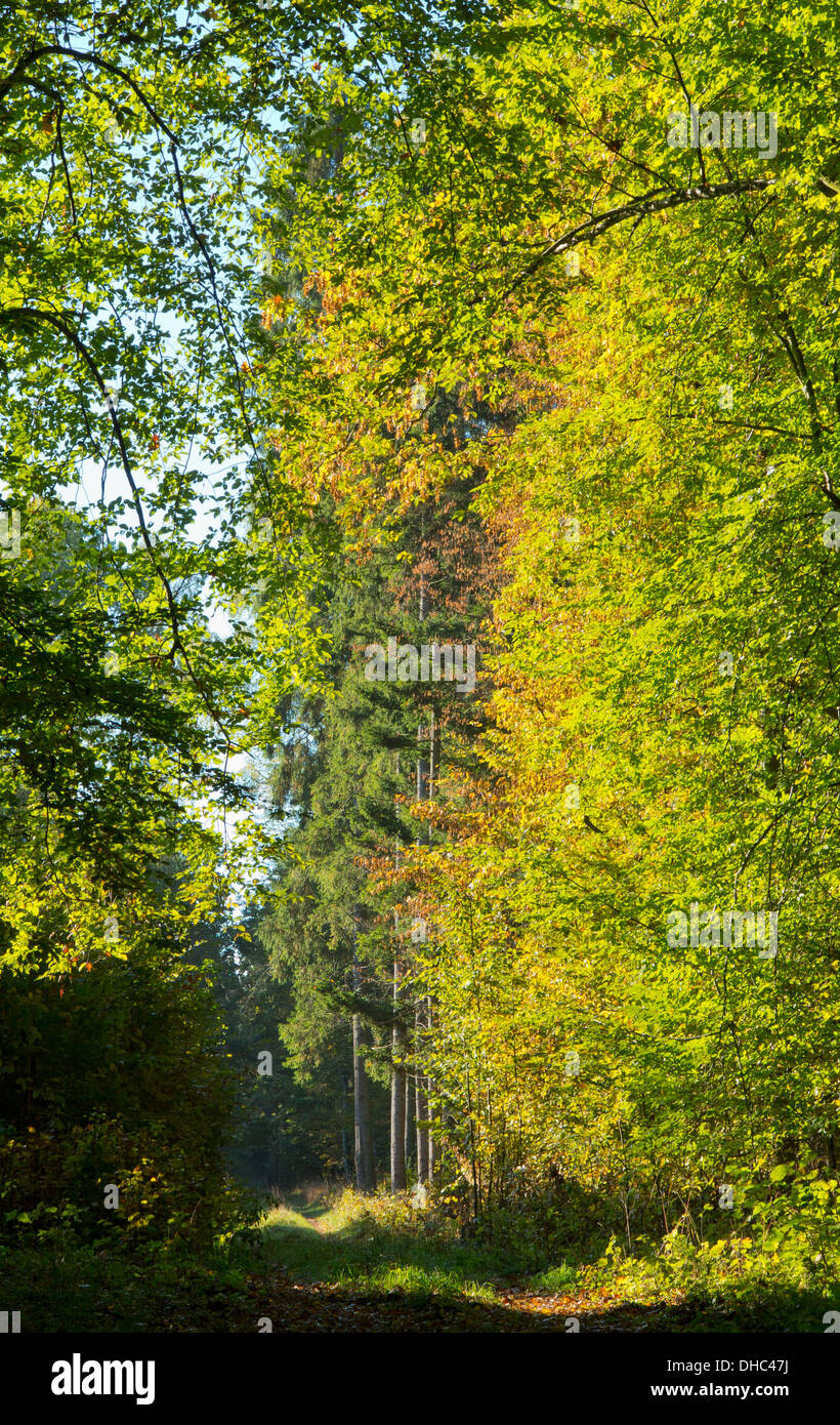 Schmalen Pfad überqueren herbstlichen Morgen von Białowieża Wald stehen Stockfoto
