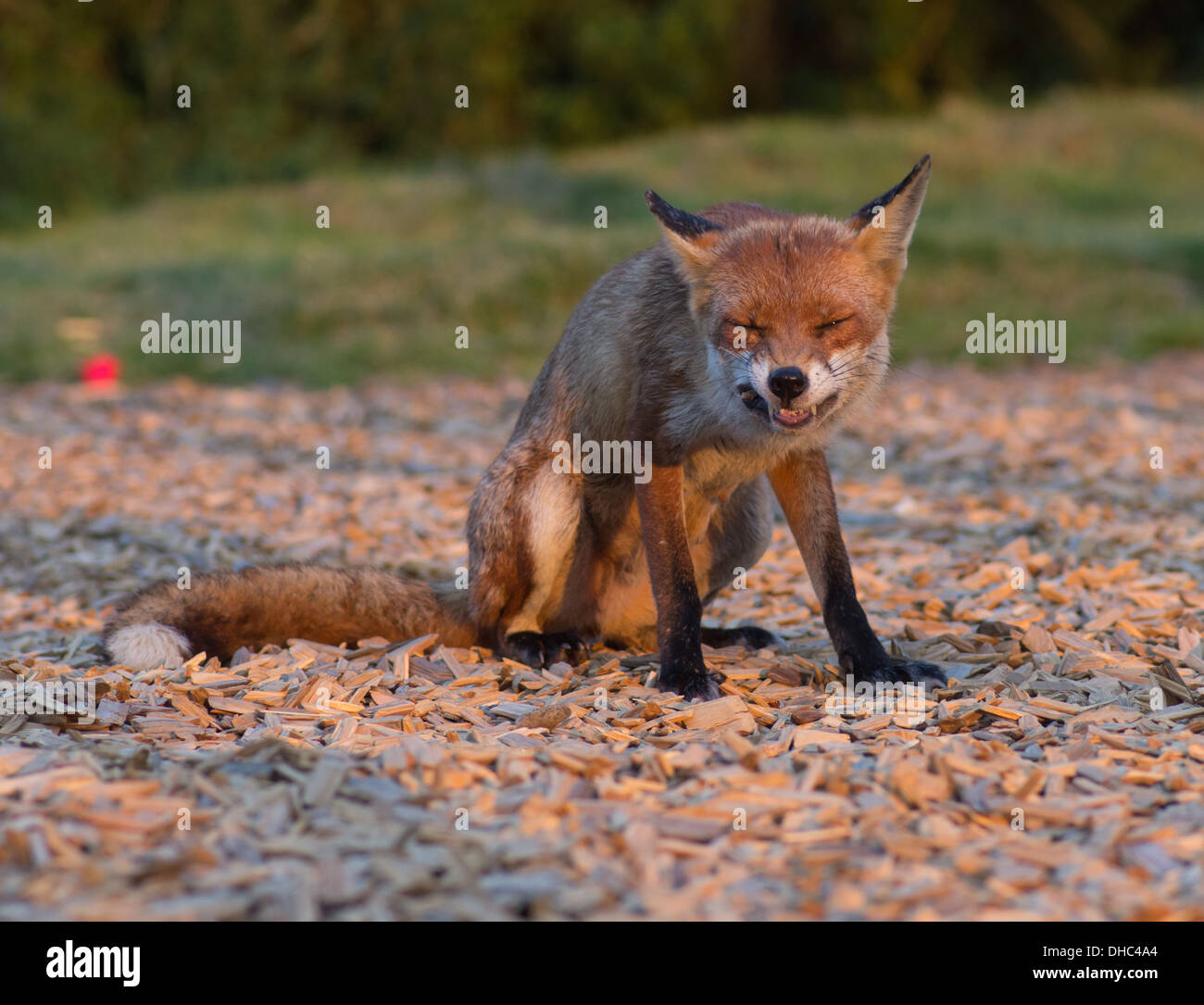 Ein weiblicher Fuchs (Vixen) nach überfallen einen Lagerplatz für die Verschwendung von Lebensmitteln Stockfoto