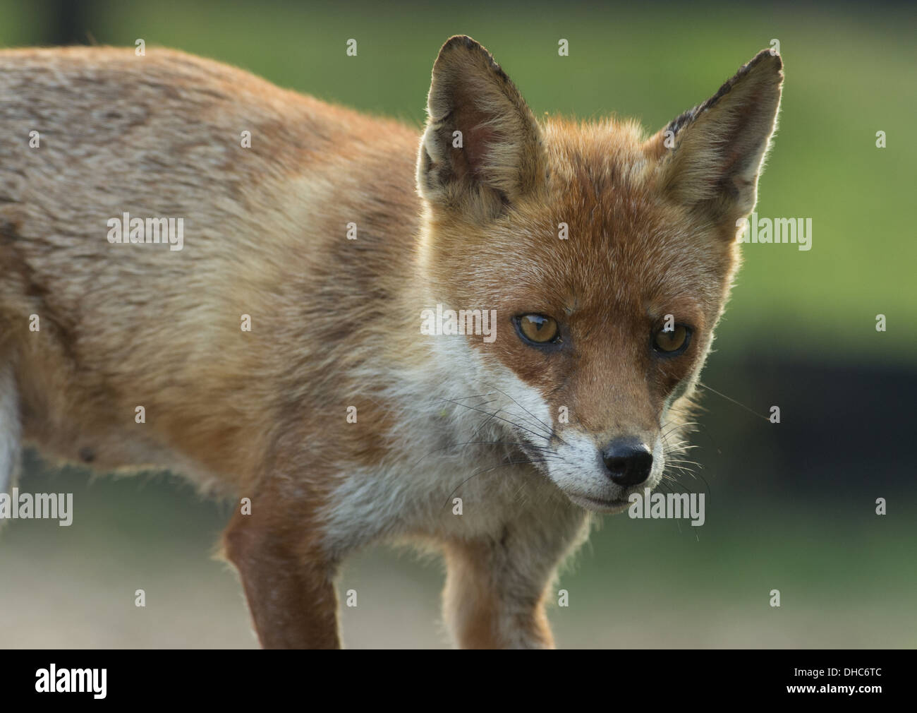 Rotfuchs kurz nach einem Lagerplatz überfallen Stockfoto