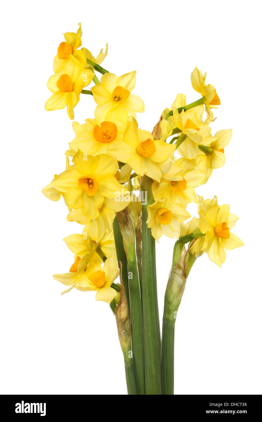 Miniatur-Narzissen Blumenstrauß isoliert gegen weiß Stockfoto