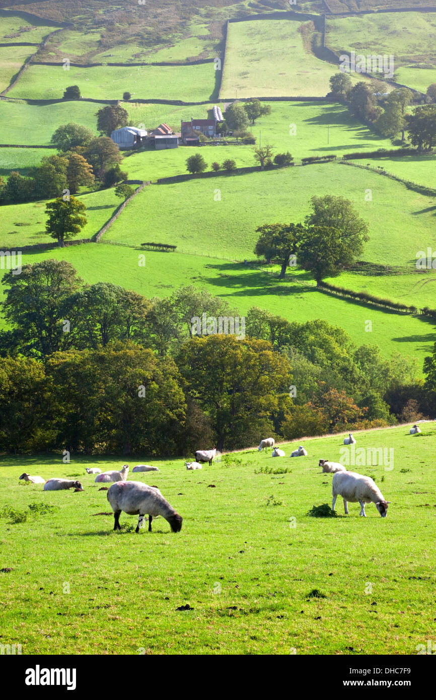 Schafe weiden auf grünen Wiesen in Farndale. Stockfoto