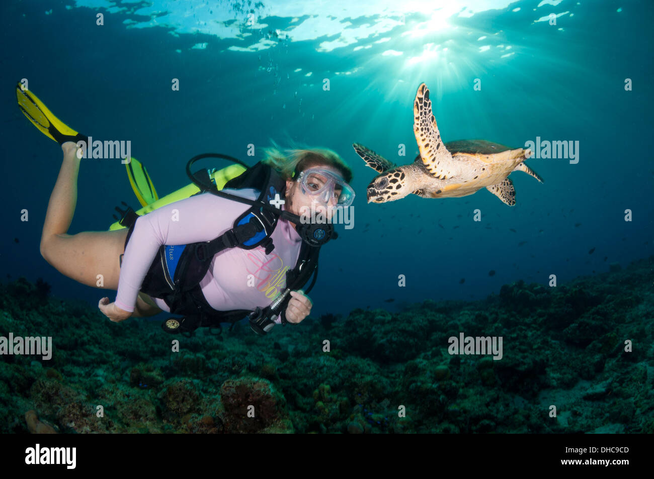 Eine weibliche Taucher schwimmt mit eine echte Karettschildkröte Stockfoto