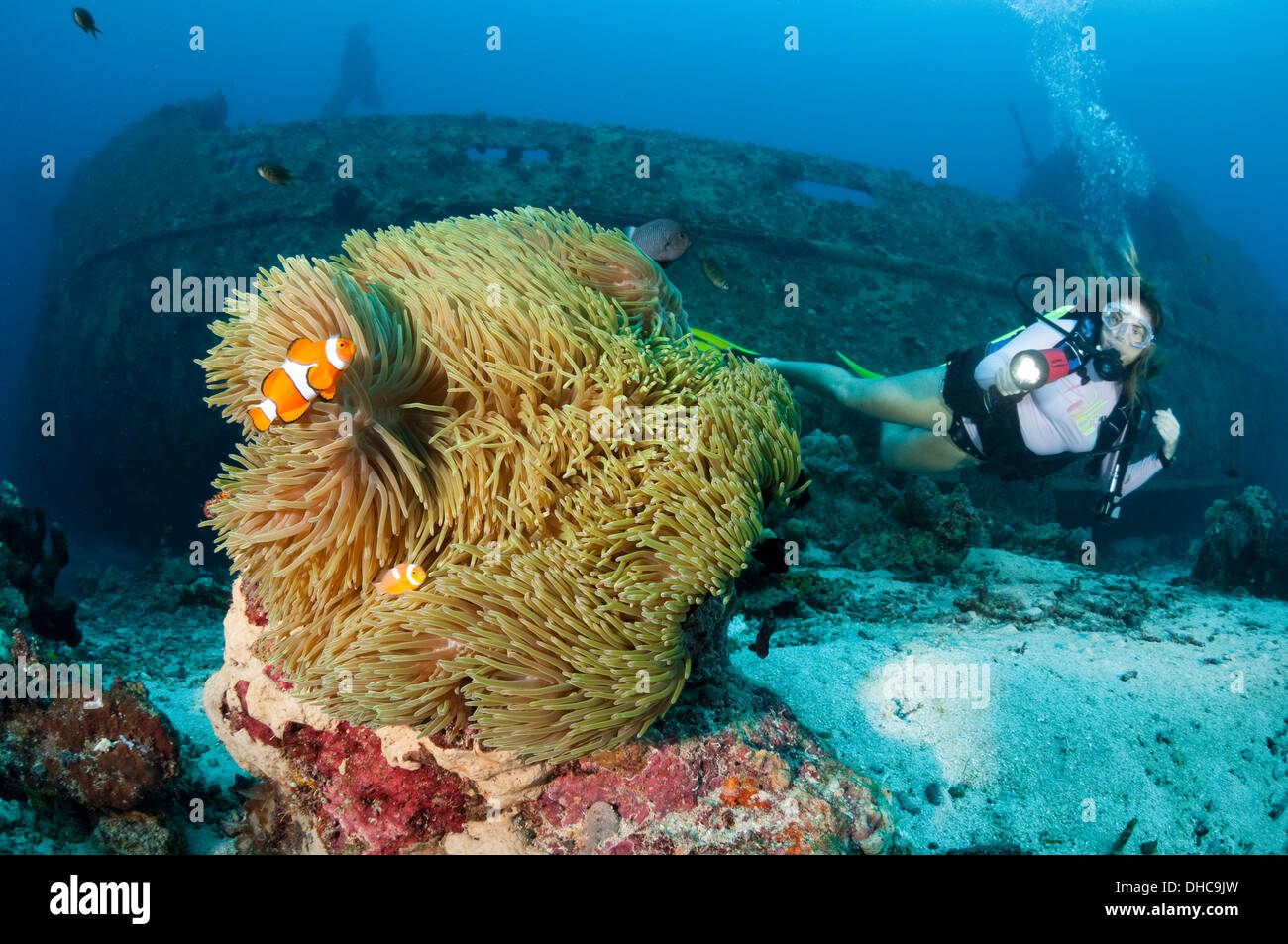 Eine Taucher schwimmt in der Nähe eines Wracks Stockfoto