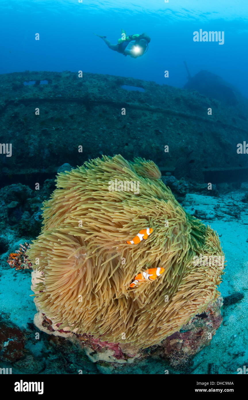 Eine Taucher untersucht ein Wrack und eine Anemone mit Clownfisch Stockfoto