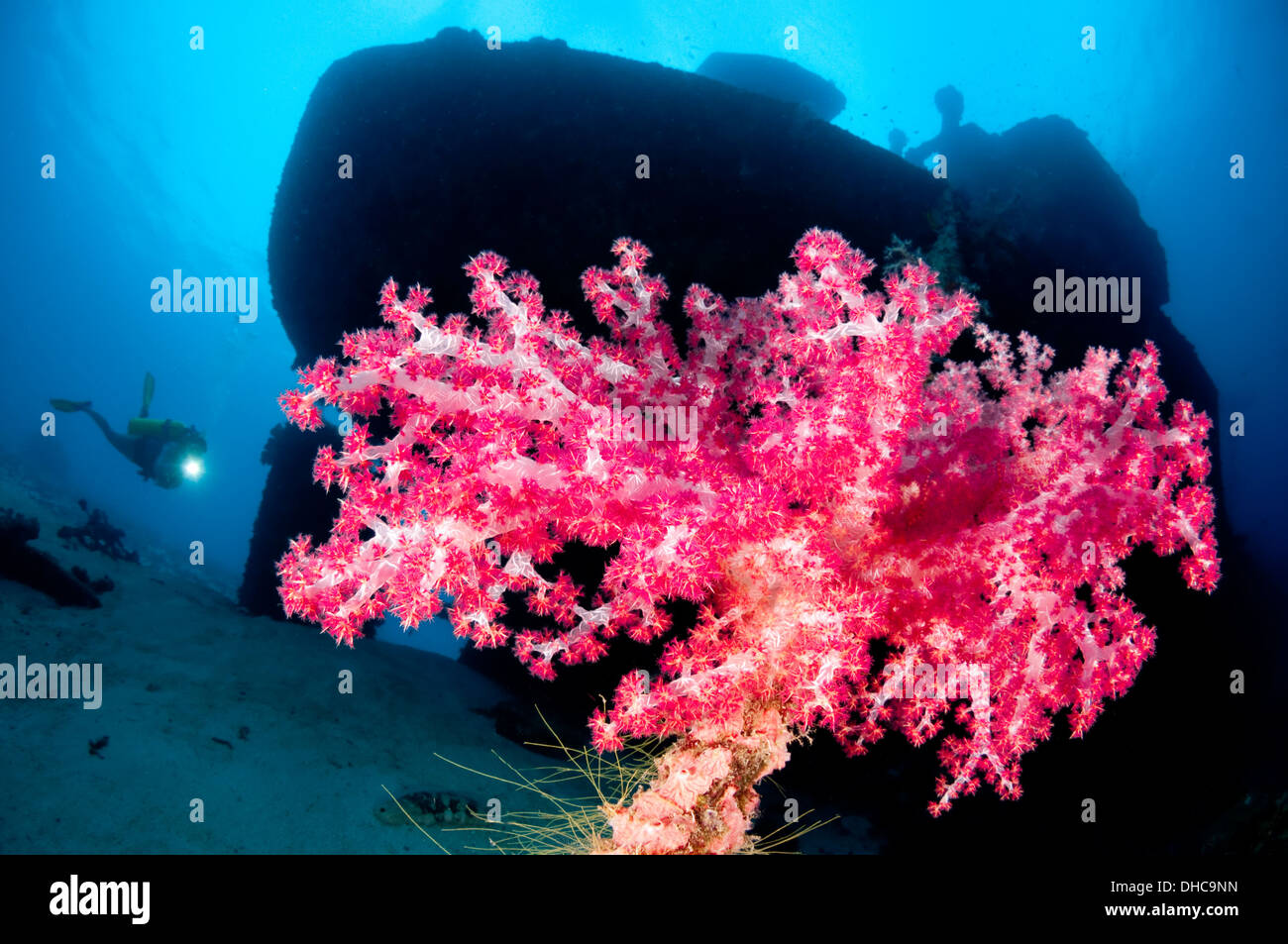 Eine Taucher schwimmt in der Nähe ein Wrack und Weichkorallen Stockfoto