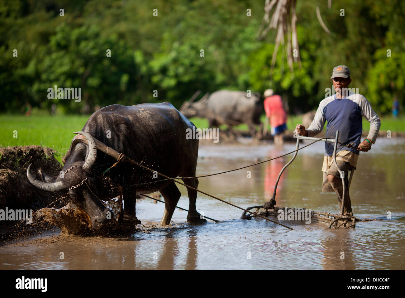 Philippinische Bauern fahren Kerabaus während der Arbeit auf einem Reisfeld in der Nähe von Mansalay, Oriental Mindoro, Philippinen. Stockfoto