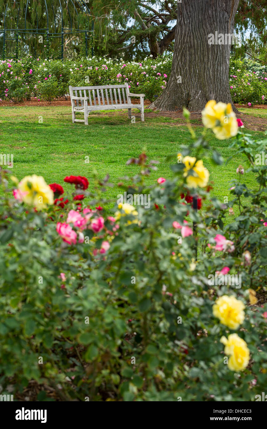 Wunderschönen Rosengarten der Huntington-Bibliothek. Stockfoto