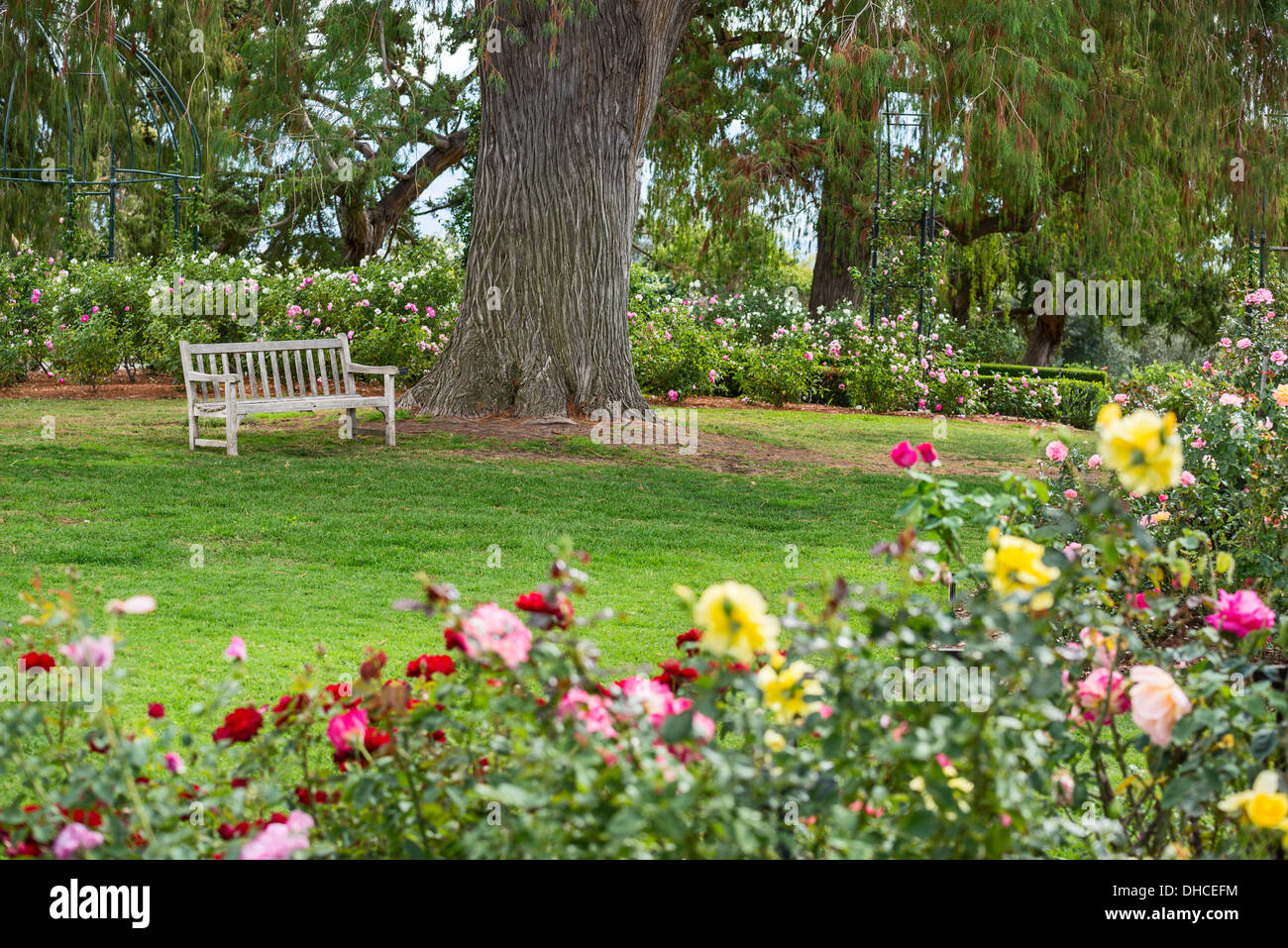 Wunderschönen Rosengarten der Huntington-Bibliothek. Stockfoto
