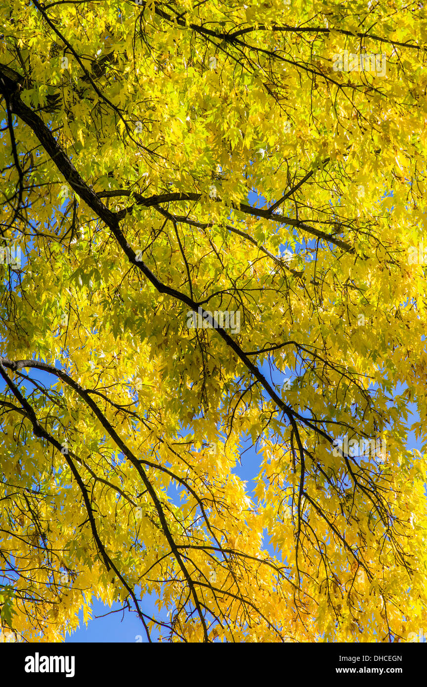 Amerikanische Ulme im Herbst Laub Farbe, The Broadmoor, historische Luxus-Hotel und Resort, Colorado Springs, Colorado, USA Stockfoto