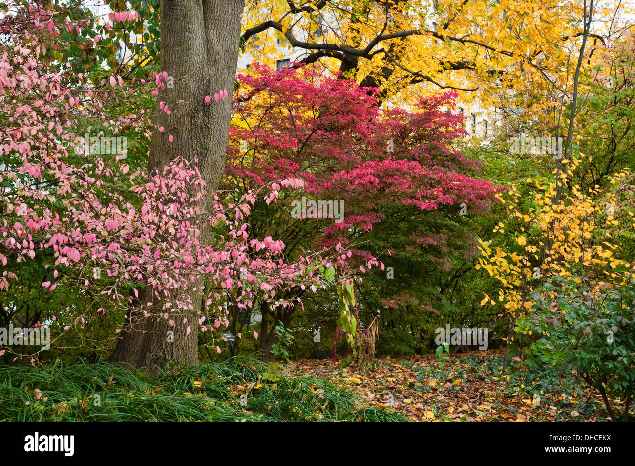Herbstfarben im Central Park in New York City Stockfoto