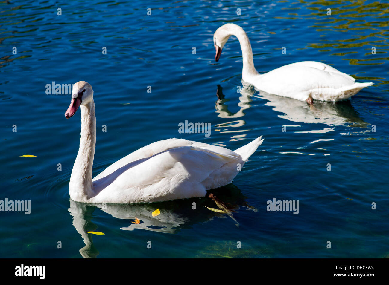 Schwäne auf Cheyenne See, The Broadmoor, historische Luxus-Hotel und Resort, Colorado Springs, Colorado, USA Stockfoto