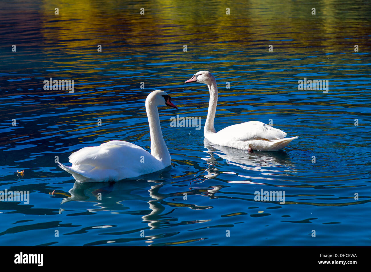 Schwäne auf Cheyenne See, The Broadmoor, historische Luxus-Hotel und Resort, Colorado Springs, Colorado, USA Stockfoto