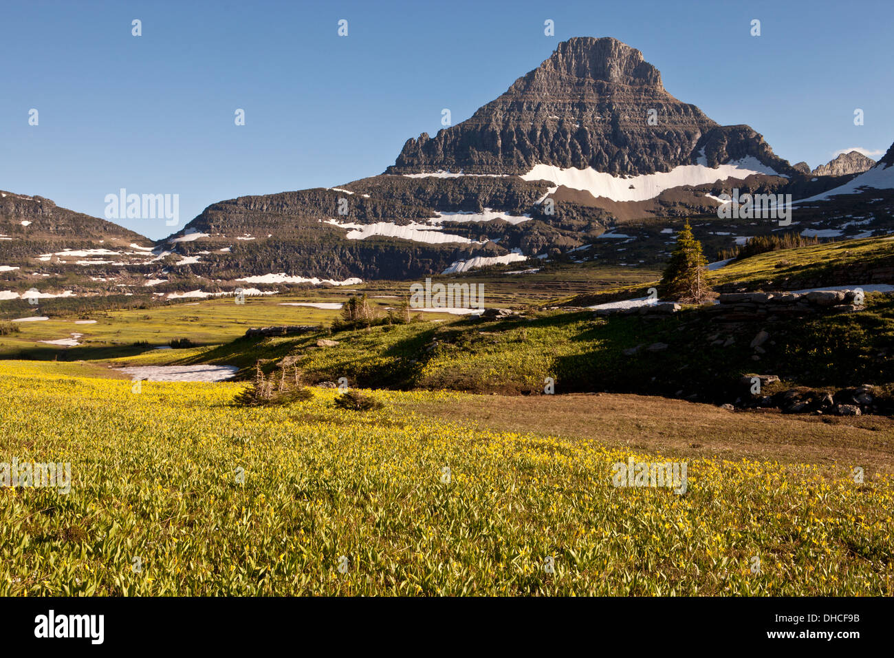 Reynolds Gipfel über Gletscher Lilien am Logan Pass, Glacier National Park, Montana. Stockfoto