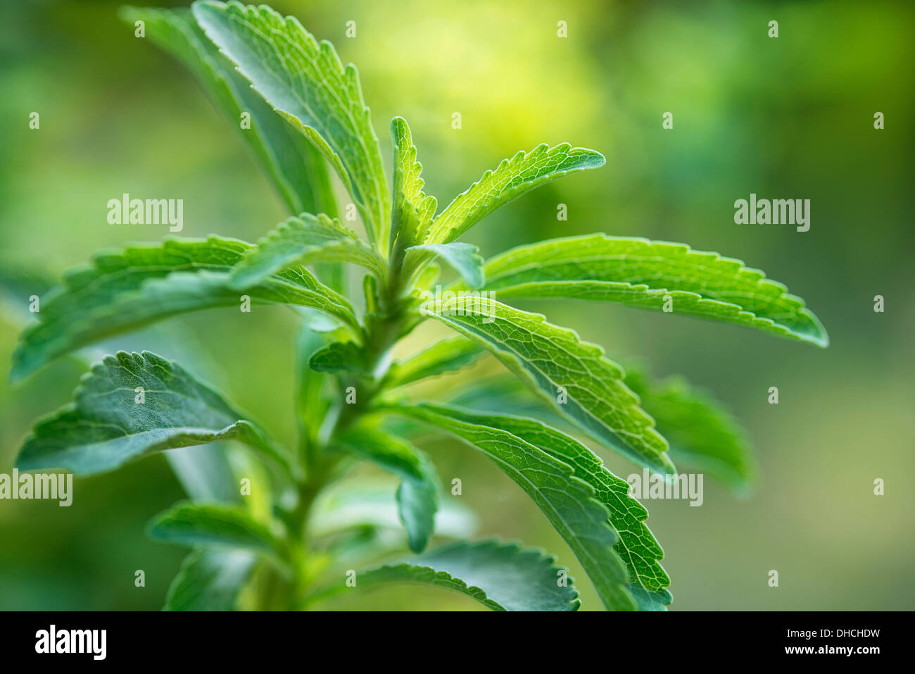 Süße Blatt, Stevia Rebaudiana, ein natürlicher Süßstoff. Nahaufnahme mit gezackten Blättern. Stockfoto