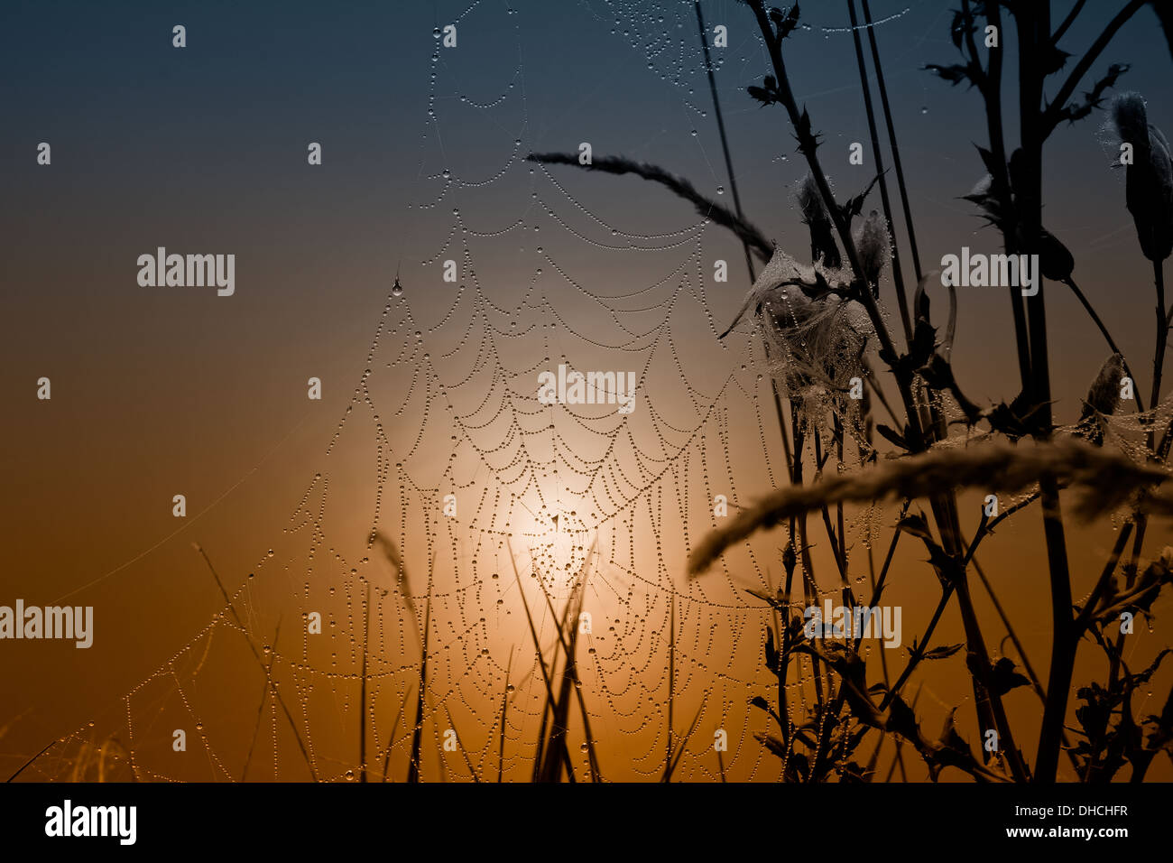 Spinnennetz mit Tau benetzt von der Sonne Reflexion im Wasser eines Sees beleuchtet. Stockfoto