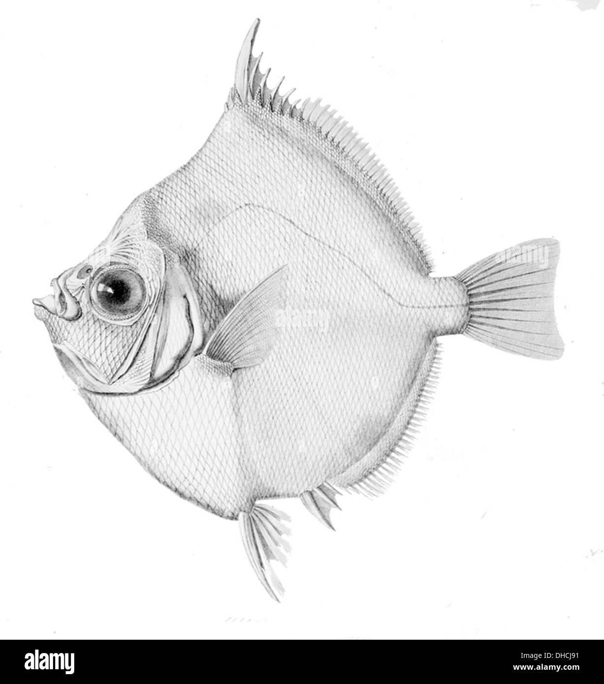 Antigonia capros, auch bekannt als Rotbandfisch, ist eine Art von Meeresfischen, die in tiefen Gewässern vorkommt. Sie zeichnet sich durch ihren langgestreckten Körper und die lebhafte rote und gelbe Färbung aus, die typisch für Tiefseearten ist. Stockfoto