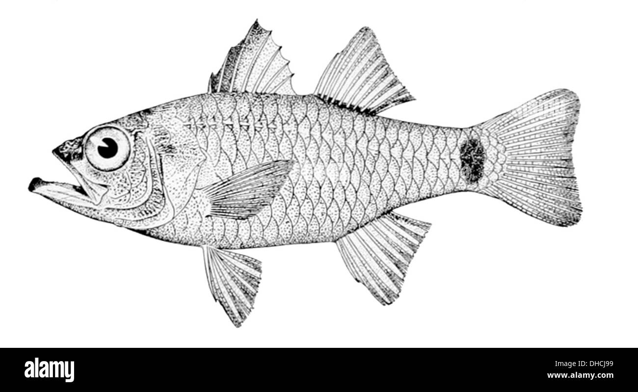Apogon jenkinsi ist eine Art kleiner Tiefseefische, die in der Karibik vorkommt. Sie zeichnet sich durch ihre geringe Größe und ihren langen Körper aus. Diese Art kommt oft in Korallenriffen vor und ernährt sich von Zooplankton und kleinen Wirbellosen, die eine Rolle im Nahrungsnetz der Korallenriffe spielen. Stockfoto