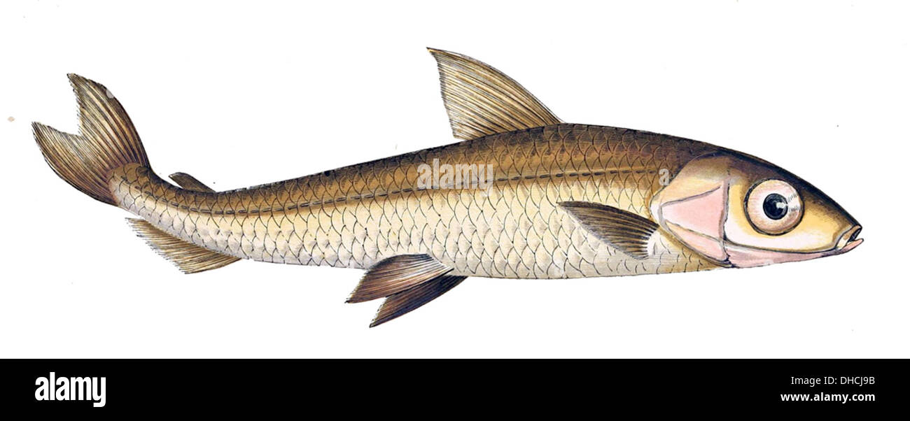 Argentinien Sphyraena ist eine Art von Rochenflossen-Fischen, die im Südatlantik vorkommt. Er ist bekannt für seinen langgestreckten Körper und seine silberne Färbung. Stockfoto