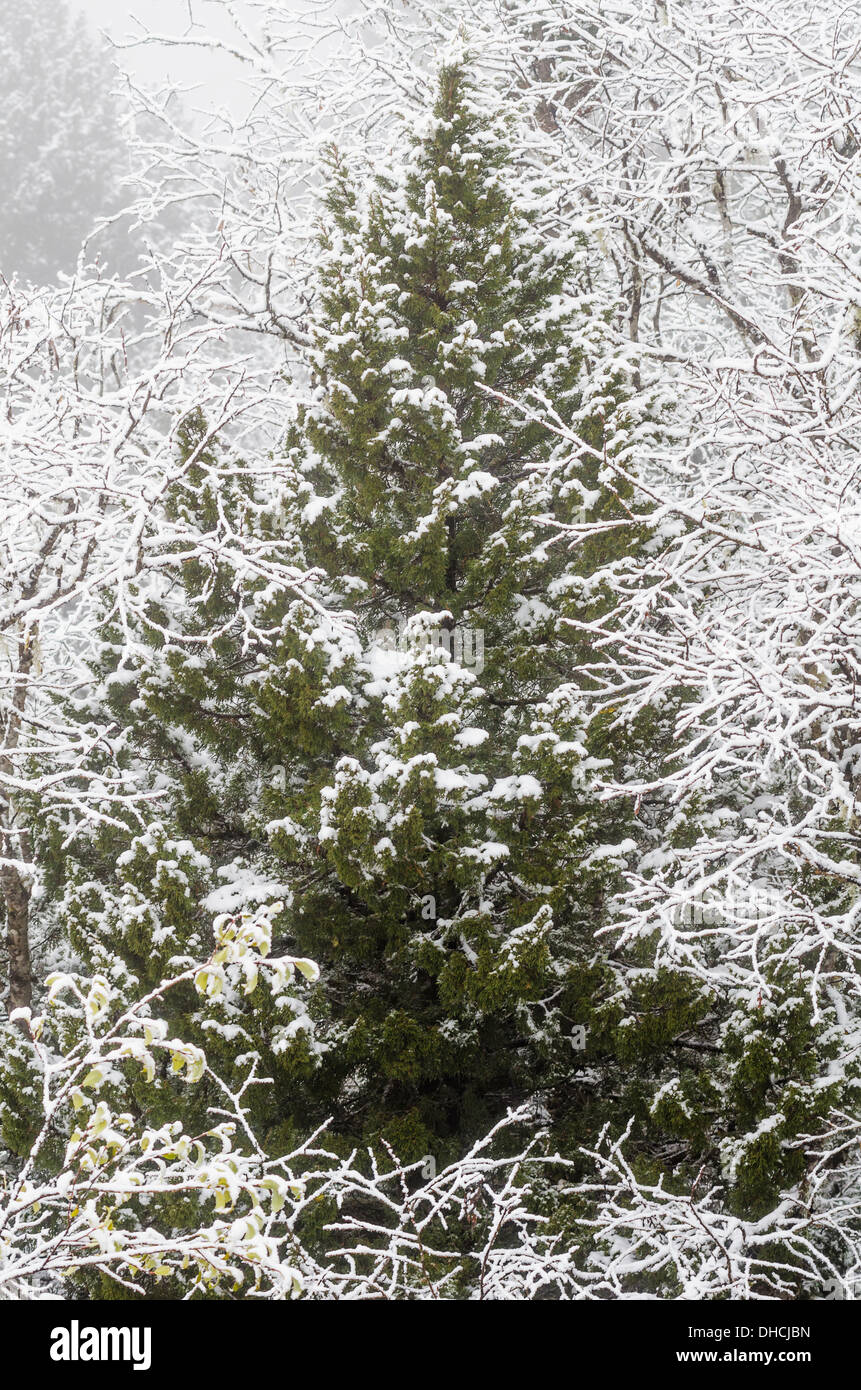 Nadel- und Laubbäume Baum bedeckt mit Schnee im Nebel Stockfoto