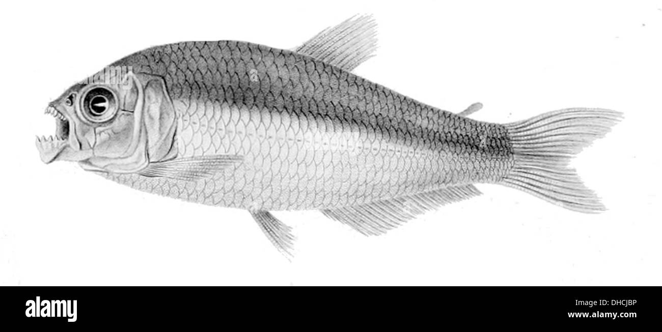 Bryconamericus peruanus ist eine Art von Süßwasserfischen, die in den Flüssen Perus vorkommt. Sie zeichnet sich durch einen schlanken Körper und scharfe Flossen aus, die typischerweise schnell fließende Gewässer bewohnen. Stockfoto