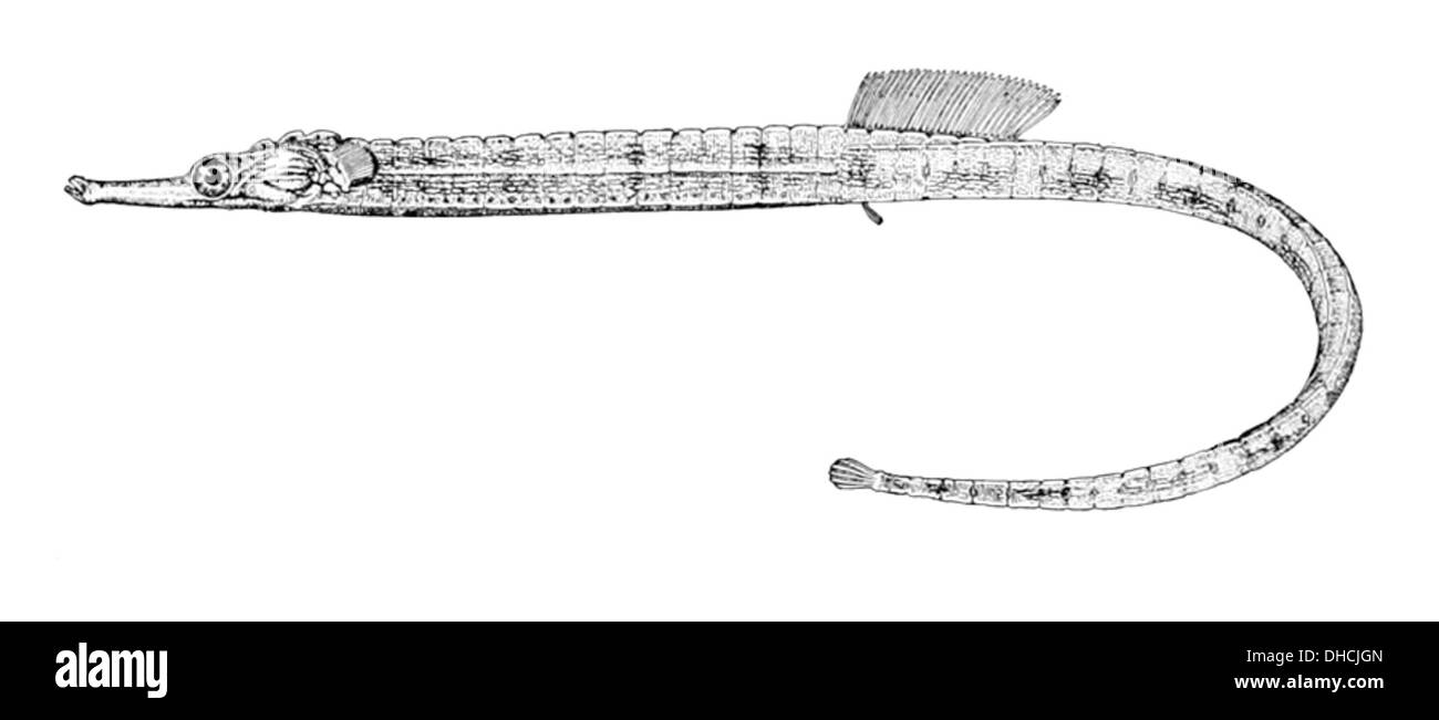 Corythoichthys haematopterus, auch bekannt als Rotflossenfische, ist eine Art, die in Korallenriffen des Indo-Pazifik vorkommt. Sie zeichnet sich durch ihren langen, schlanken Körper und die markanten roten Flossen aus. Stockfoto