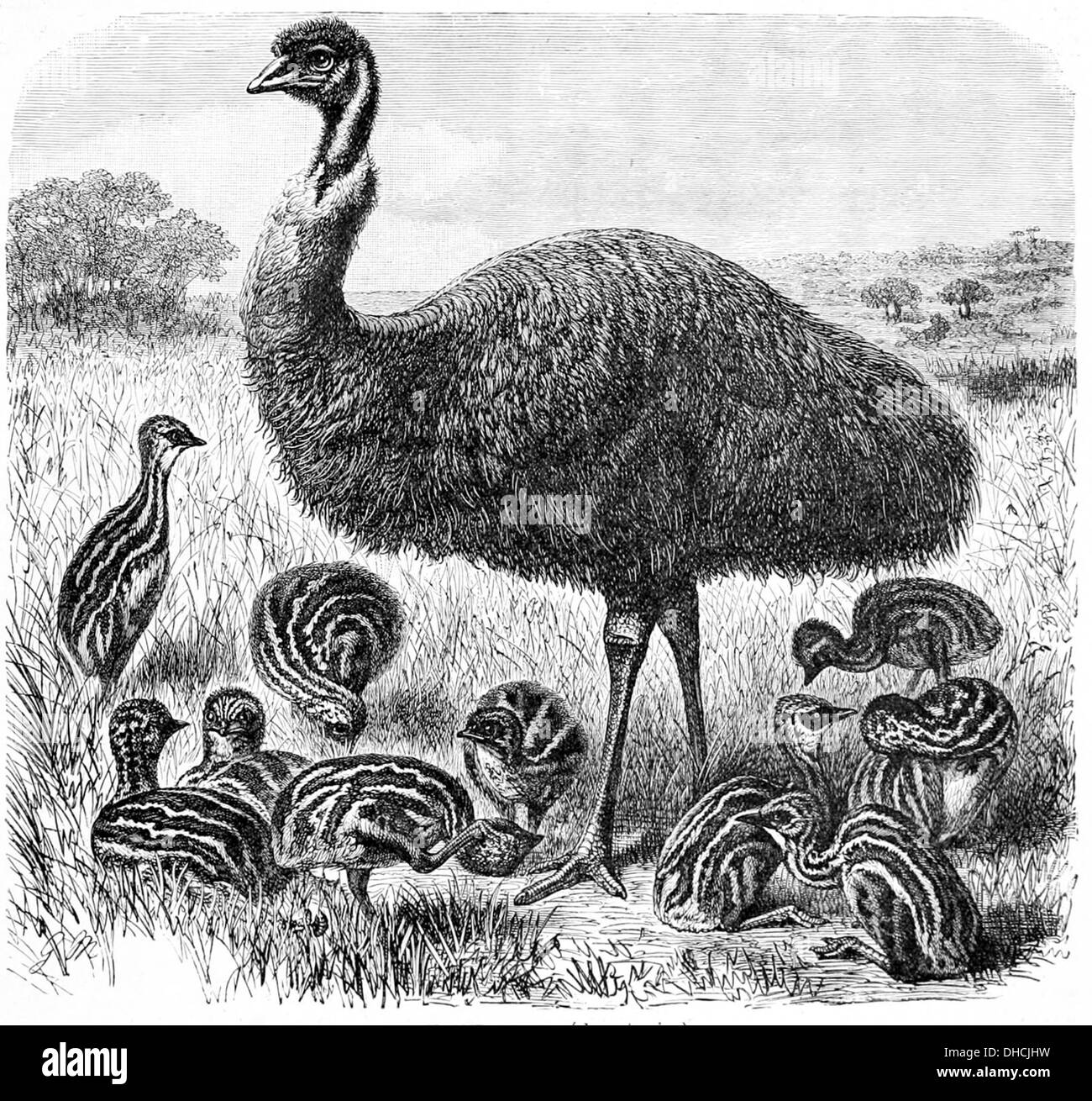 Dromaius novaehollandiae, auch bekannt als emu, ist ein großer flugunfähiger Vogel aus Australien. Er ist der zweitgrößte lebende Vogel und ist bekannt für seine langen Beine und sein weiches, braunes Gefieder. Stockfoto