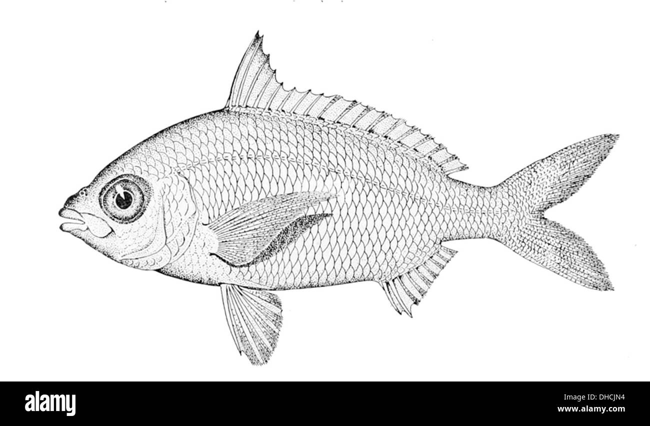Gerres baconensis, auch bekannt als der Speckgrunt, ist eine Fischart, die im westlichen Atlantik, insbesondere auf den Bahamas und Florida, vorkommt. Sie besiedelt sandige und schlammige Böden in einer Tiefe von 10 bis 60 Metern und ernährt sich hauptsächlich von kleinen Wirbellosen. Stockfoto