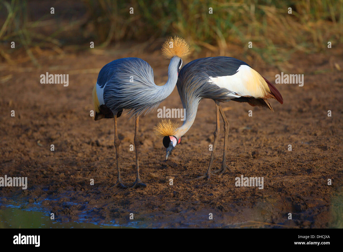 Grey gekrönter Kran (Balearica Regulorum) in der Nähe von einem Teich. Tansania, Afrika. Stockfoto