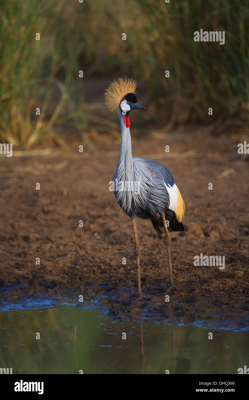 Grey gekrönter Kran (Balearica Regulorum) in der Nähe von einem Teich. Tansania, Afrika. Stockfoto