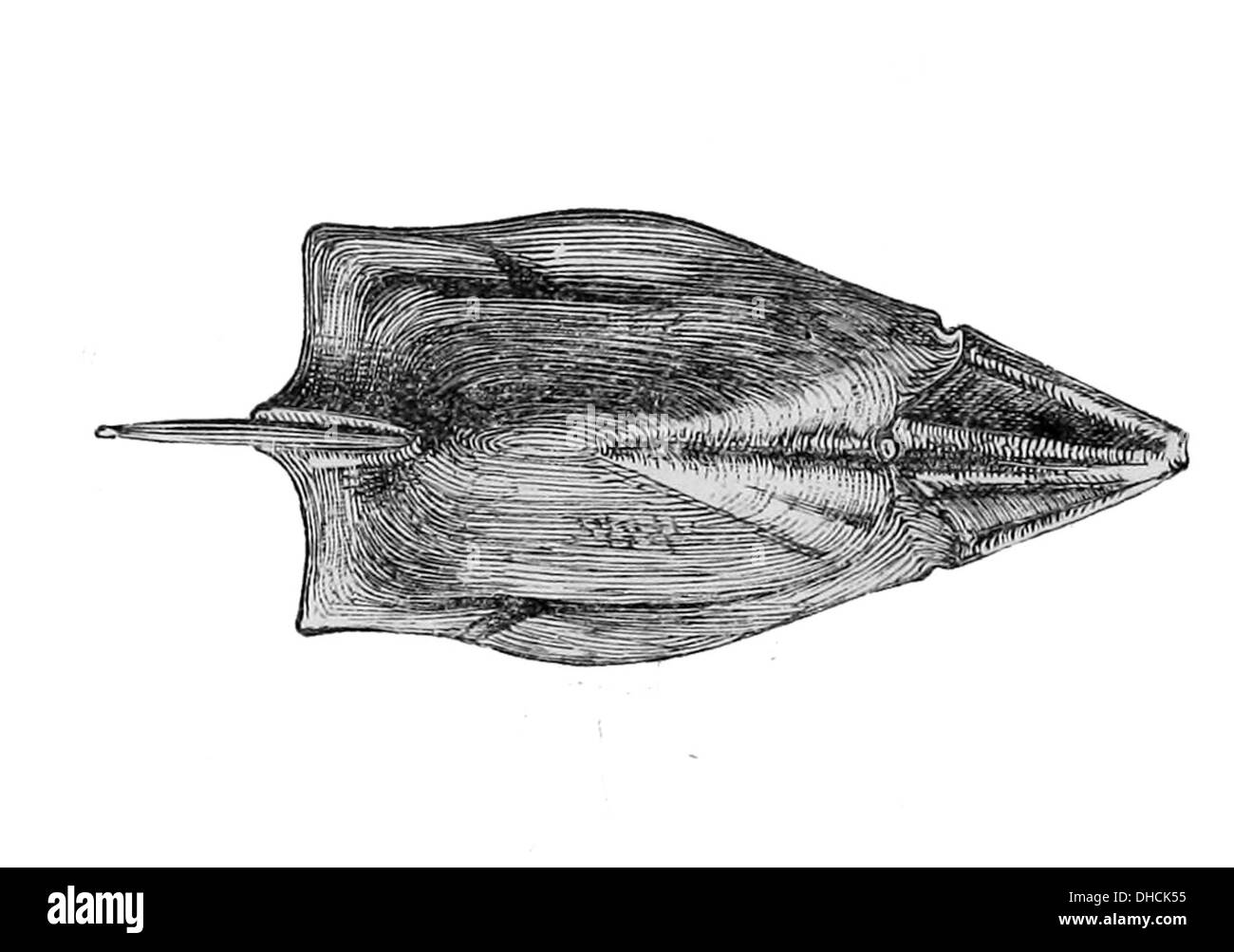 Pteraspis rostrata ist eine ausgestorbene Art von kieferlosen Fischen, die während der Silur vor etwa 430 Millionen Jahren lebte. Fossilien weisen darauf hin, dass er eine Länge von etwa 15 cm hatte und sich durch seinen langgestreckten Körper und den charakteristischen Kopfschutz auszeichnet. Stockfoto