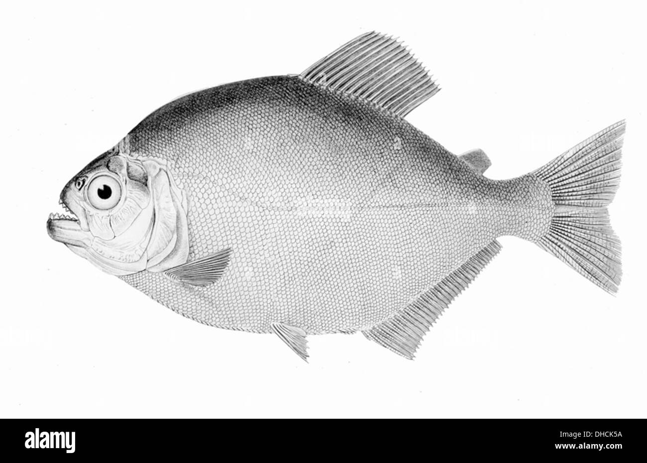 Pygopristis denticulata ist eine Art von Rochenflossen, die in tiefen ozeanischen Gewässern vorkommt. Es ist bekannt für seine scharfen, zahnartigen Strukturen entlang seines Körpers. Stockfoto