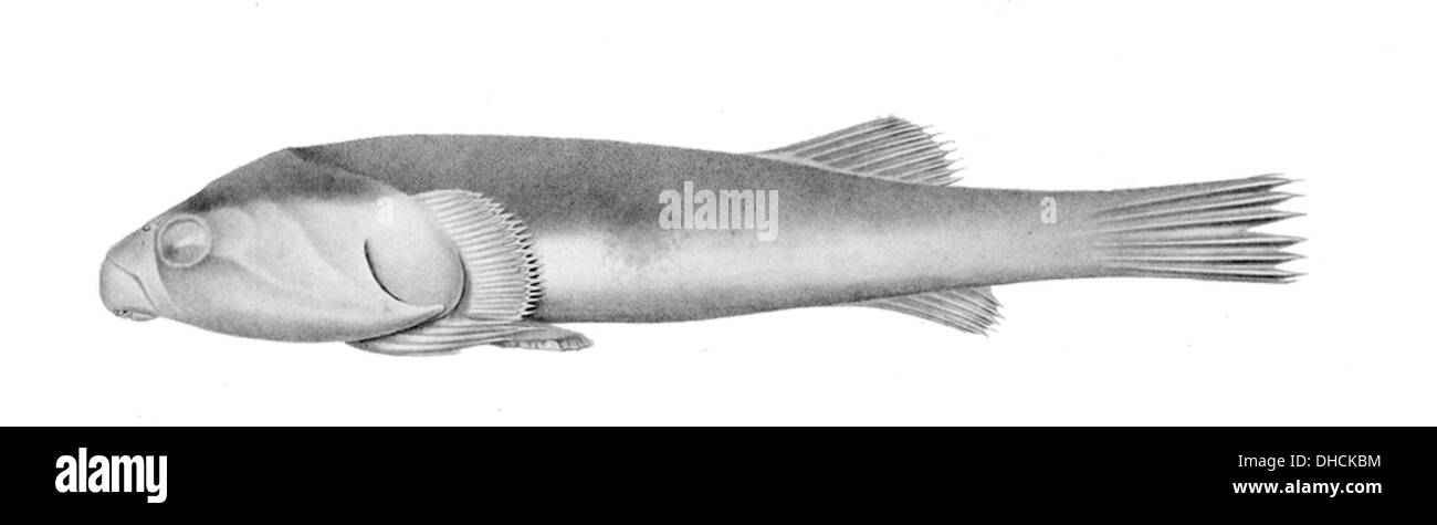 Sicyases sanguineus, auch bekannt als der Rote Seefang, kommt in flachen Gewässern des Indo-Pazifik vor. Er verfügt über einen schlanken, lang gestreckten Körper und eine leuchtend rote Färbung, die ihn in seine Umgebung einfügt. Stockfoto