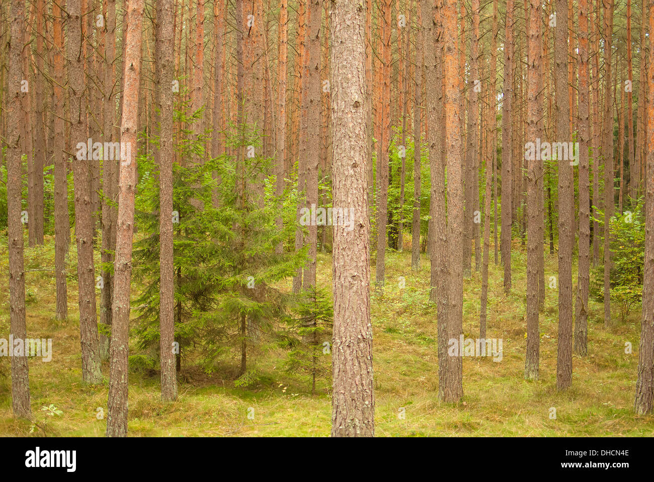 Herbstwald Stockfoto