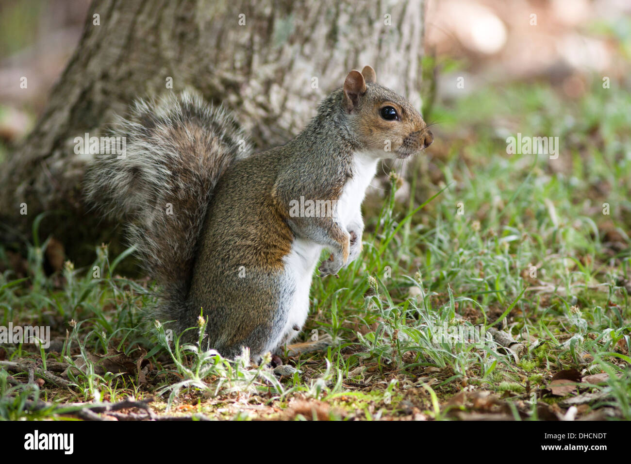 Östlichen Grauhörnchen (sciurus carolinensis) Nahrungssuche in einem Waldgebiet, Arne RSPB, Großbritannien Stockfoto