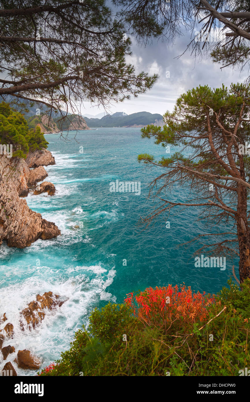 Küstenlandschaft. Rote Blumen und Pinien wachsen auf den Felsen. Adria, Montenegro Stockfoto