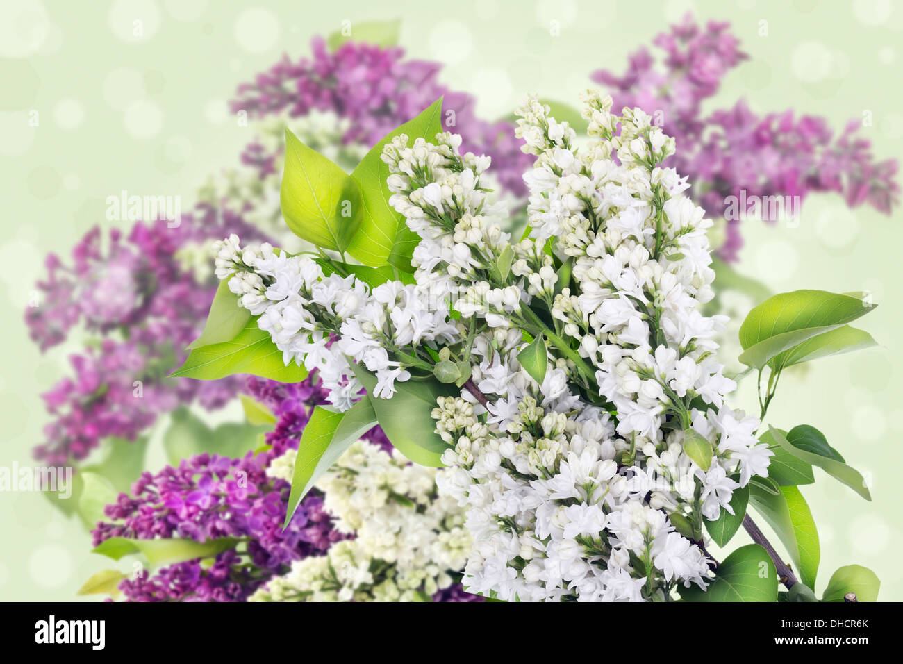 Weiß und lila, lila Hintergrund Stockfoto