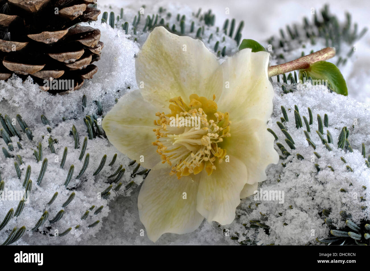 Christrose im Schnee Stockfoto