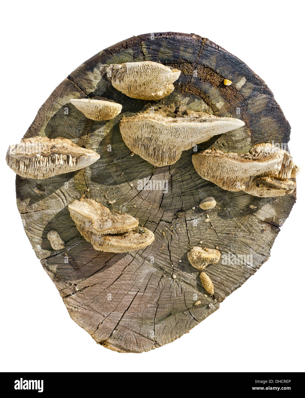 Pilze auf einen Stub isoliert Stockfoto