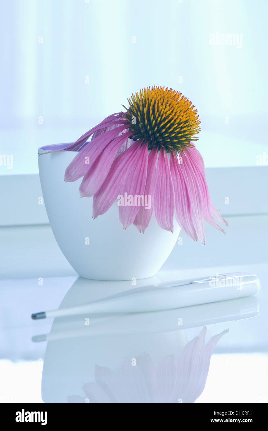 Sonnenhut (Echinacea Purpurea) mit Fieberthermometer Stockfoto