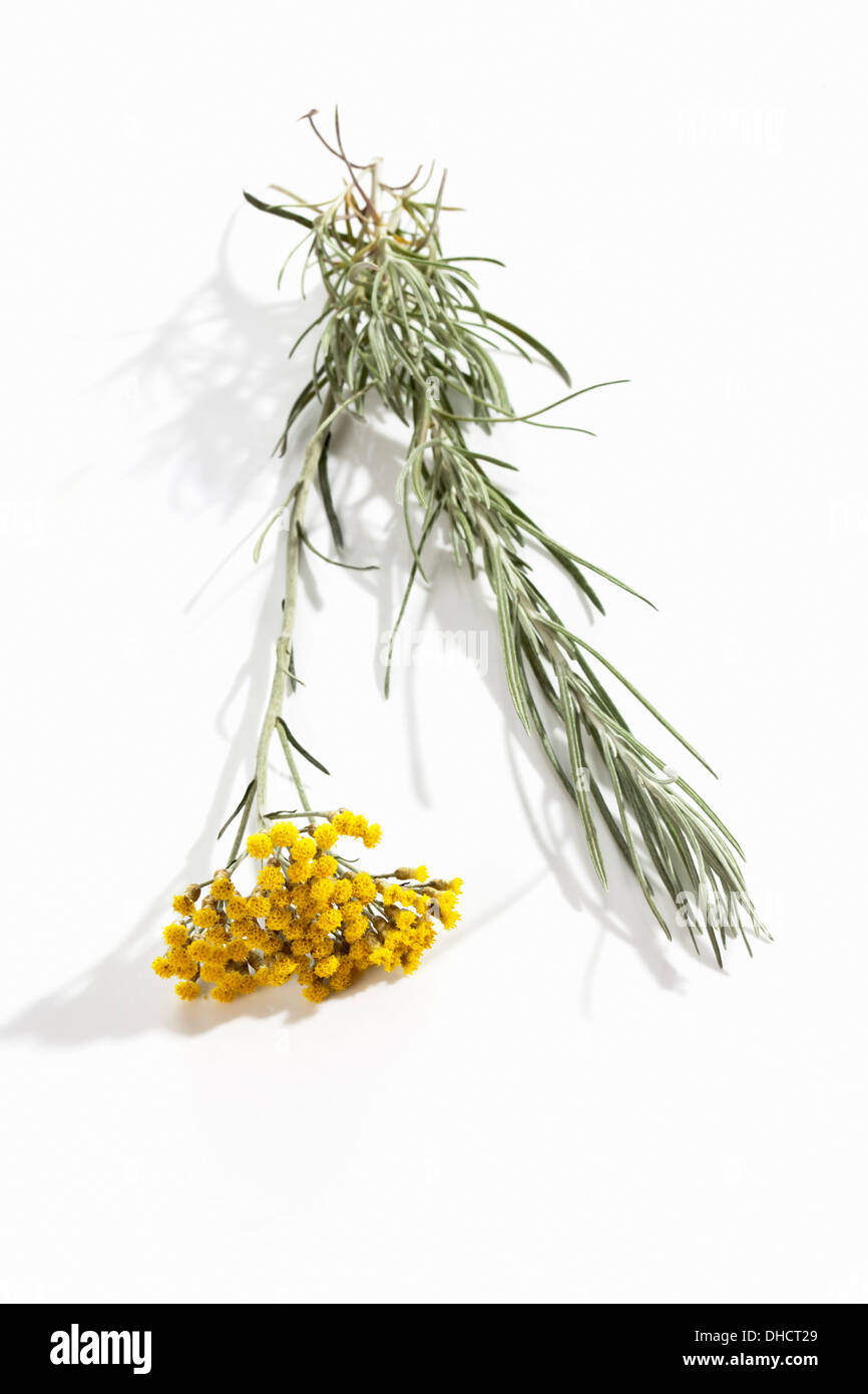 Curry-Pflanze (Helichrysum unsere) Stockfoto