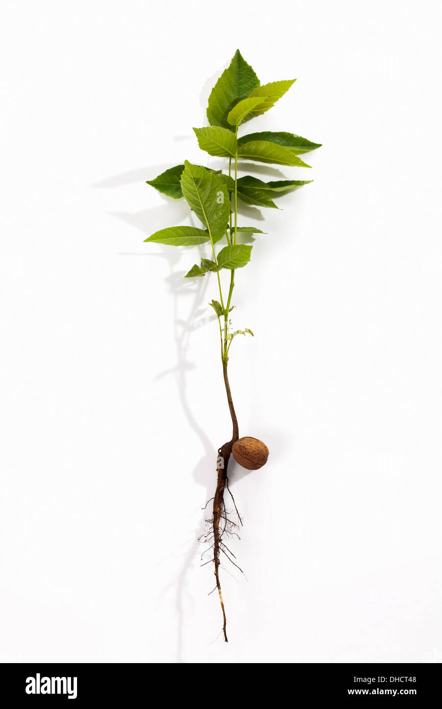 Walnuss Baum mit Nuss, Wurzel und Blätter Stockfoto