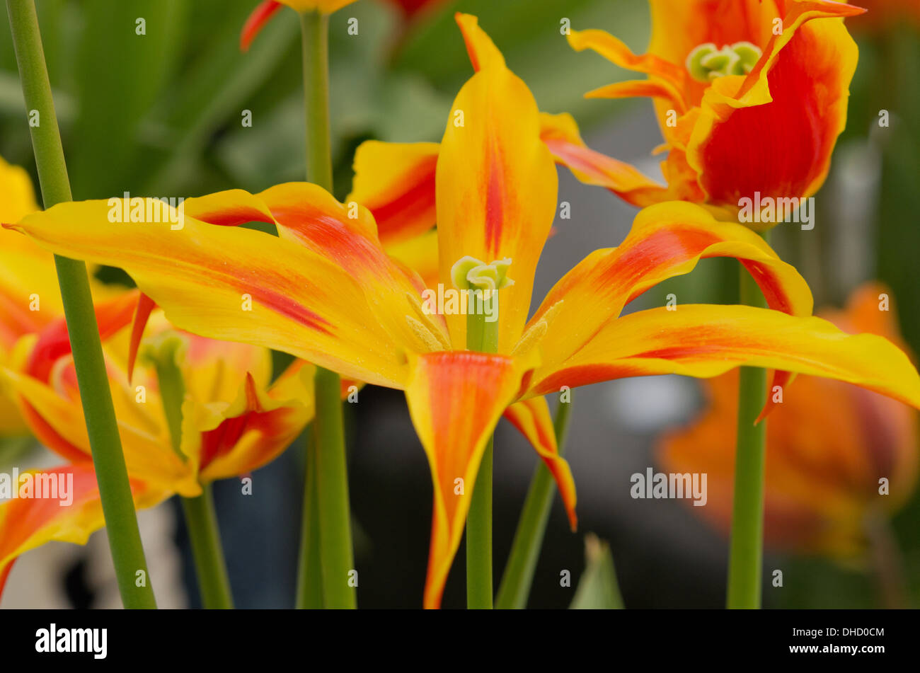 Tulpe-Fly Away Stockfoto