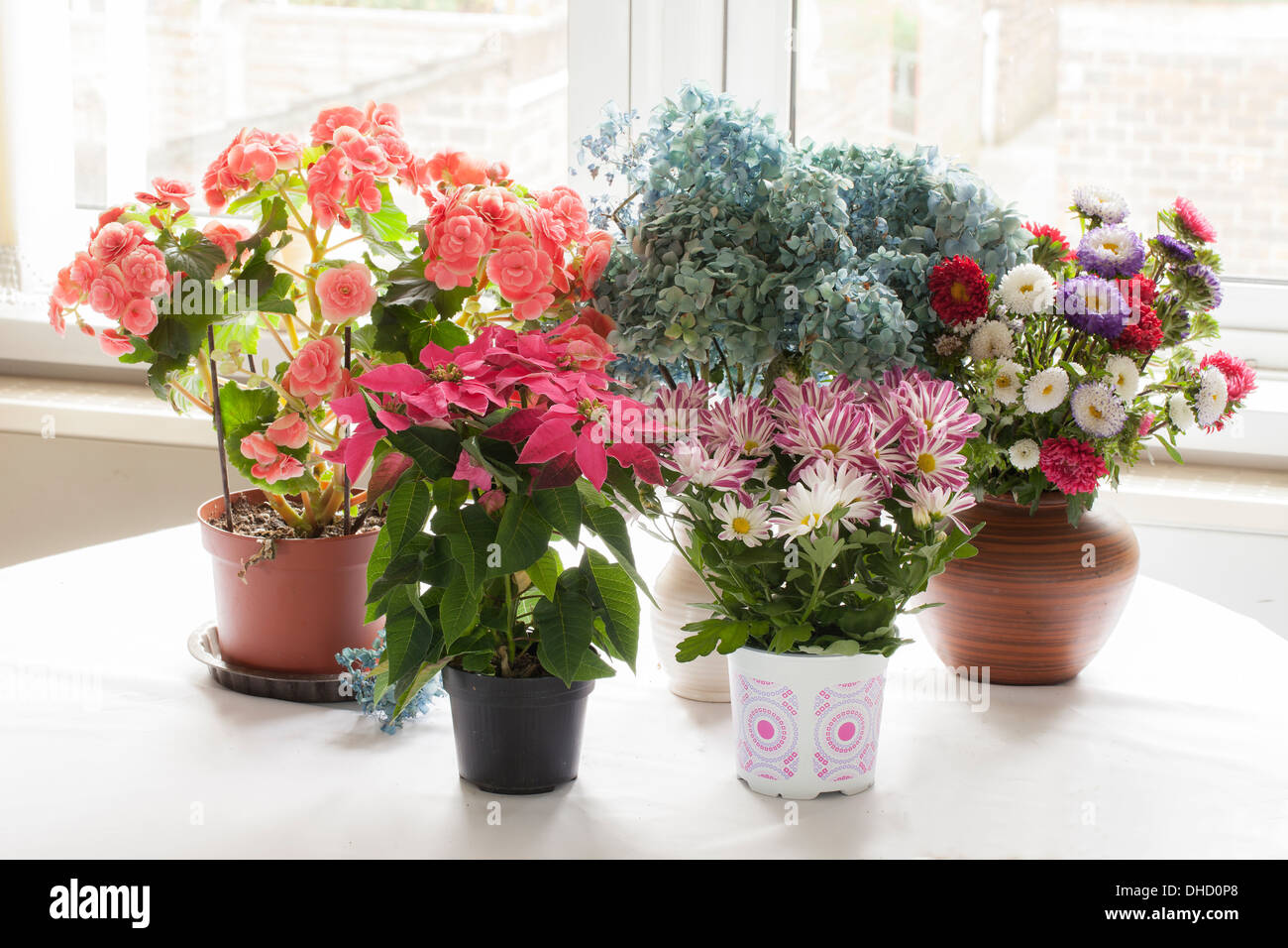 Verschiedene blühende Zimmerpflanzen vor Fenster. Stockfoto