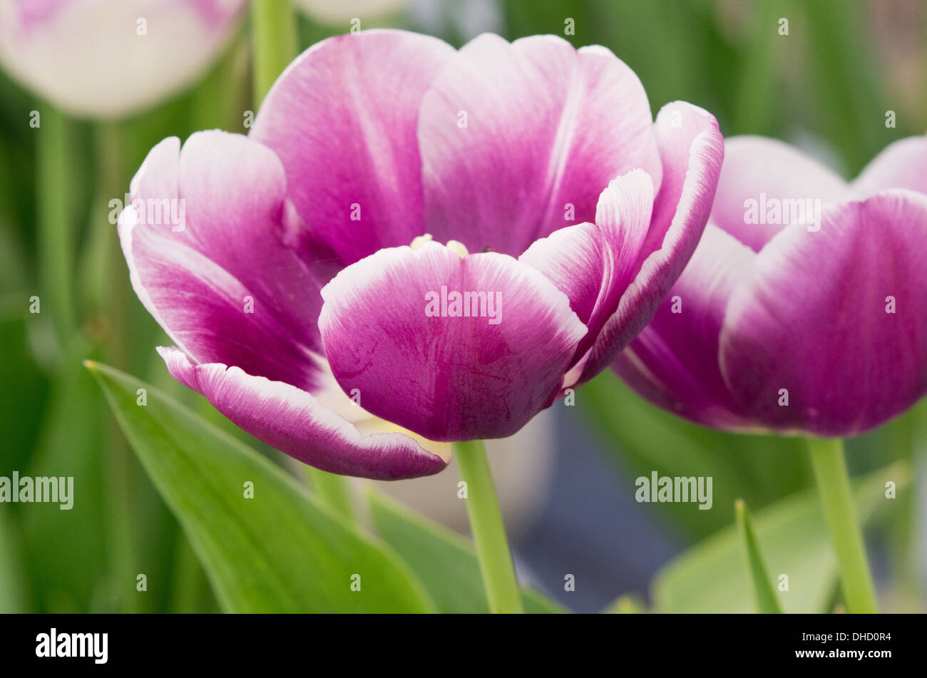 Tulpe arabisches Geheimnis Stockfoto