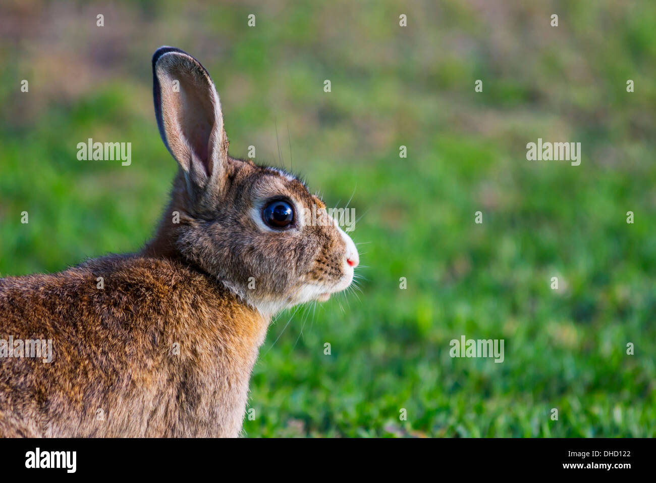 Nahaufnahme von Braun und weiße Kaninchen auf dem Rasen Stockfoto